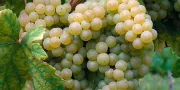 Вино сорта Мускат