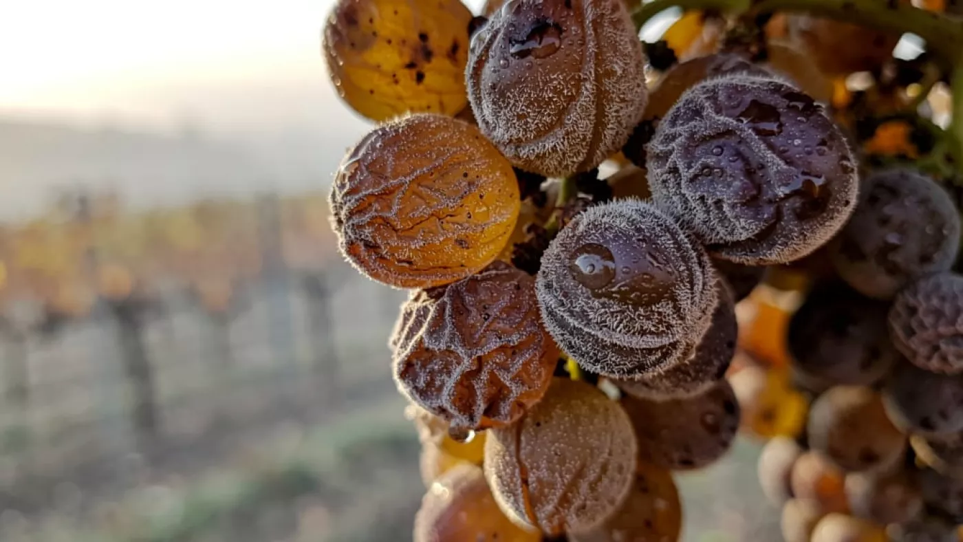 Ягоды, поражённые благородной плесенью Botrytis cinerea, — общая основа и Токая, и Сотерна