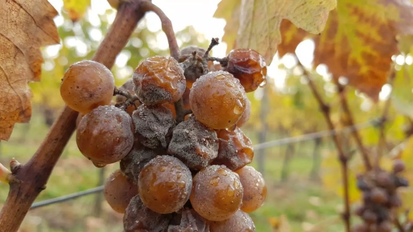 Ягоды рислинга, поражённые благородной гнилью Botrytis cinerea — именно из таких заизюмленных ягод рождается Trockenbeerenauslese