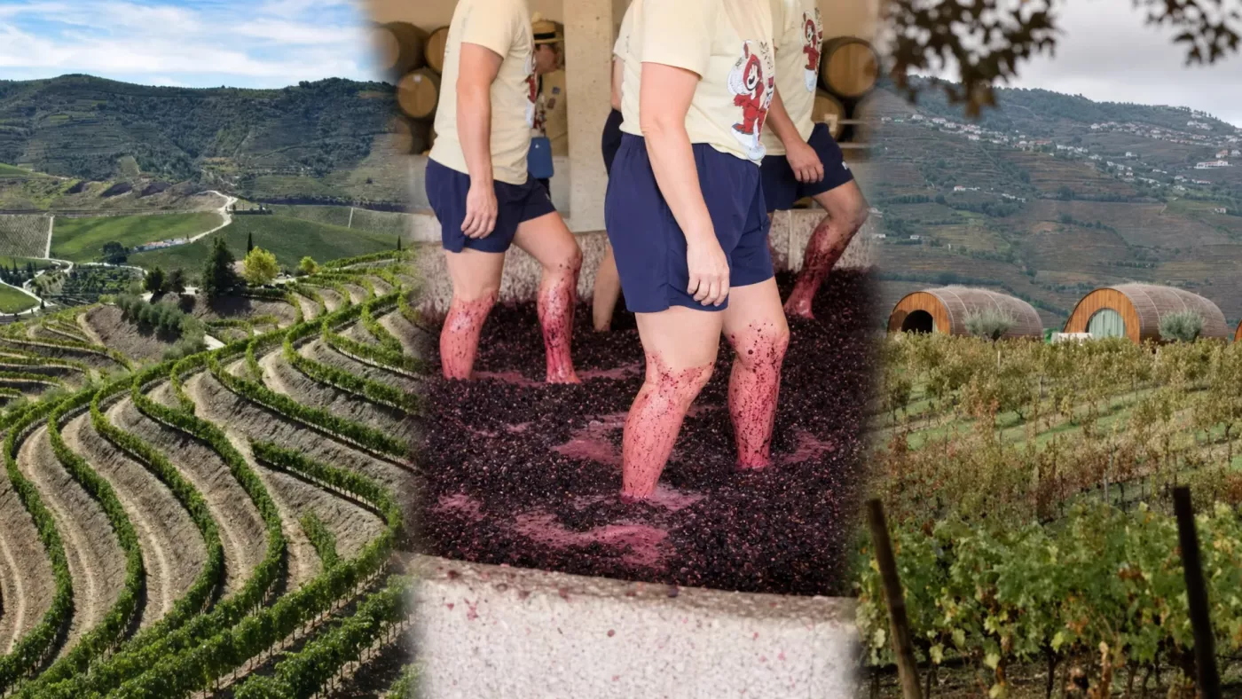 Quinta da Pacheca: гранитные лагары и террасные виноградники субрегиона Байшу Корго — место, где традиция ножной давки сохранилась как рабочий метод, а не музейный экспонат.
