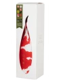 Imayo Tsukasa, KOI, gift box — фото 1