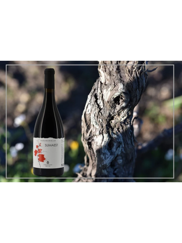 Cantina Sampietrana, Sumaest Susumaniello, Salento IGP